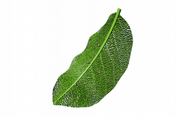 Monarch butterfly eggs
