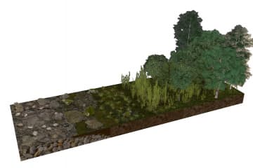 Primary succession