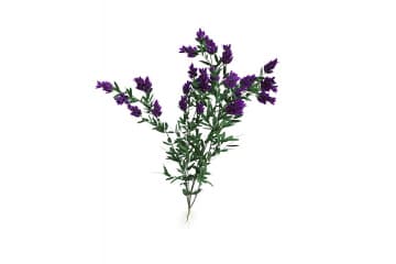Alfalfa