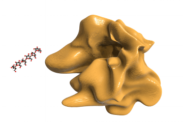 Enzyme-substrate complex