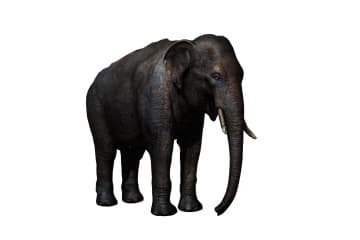 Asian elephant