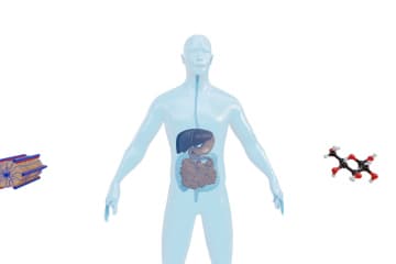 Work of the liver and gallbladder