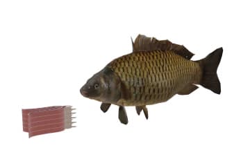 The mechanism of gas exchange in fish
