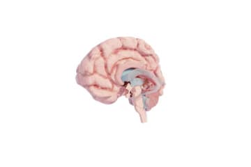Human brain