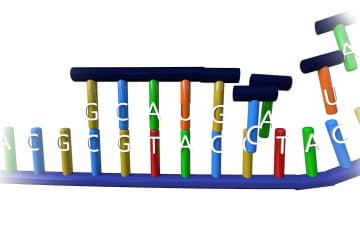 Transcription in eukaryotic cells