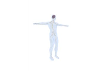 Central nervous system