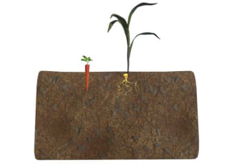 Root regions. Internal structure of the root.