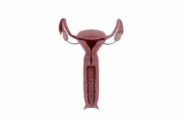 Menstrual cycle