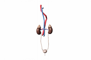 Human urinary system