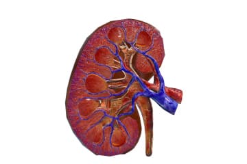 Kidney structure