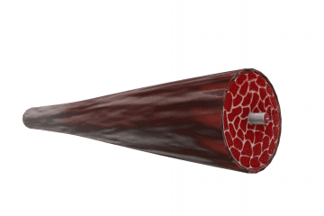 The structure of the striated muscle