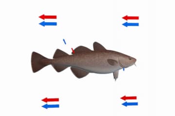 Excretory system of saltwater fish