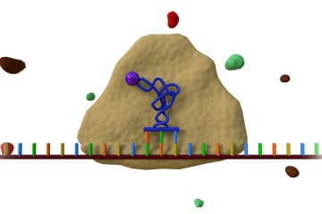 Translation in eukaryotic cells
