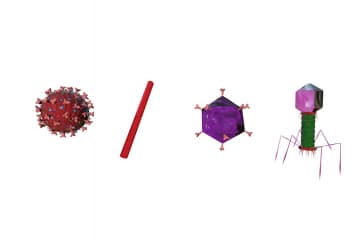 Viruses. Features of the structure.