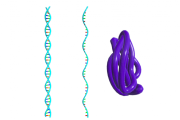 Molecular dogma. Protein biosynthesis.