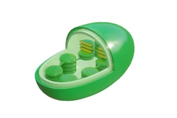Chloroplast