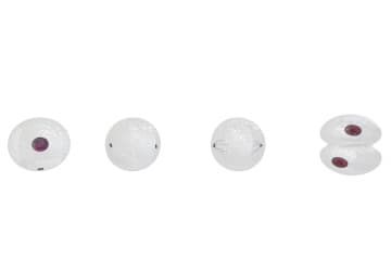 Mitosis