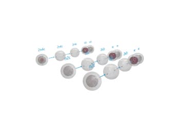 Meiosis