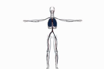 Human circulatory system. Systemic and pulmonary circulation