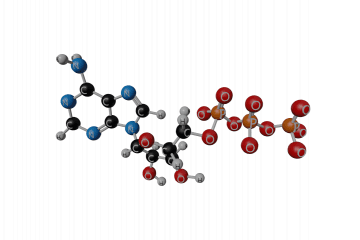 Adenosine Triphosphate (ATP)