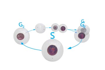 Cell cycle
