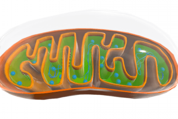 The structure of mitochondria