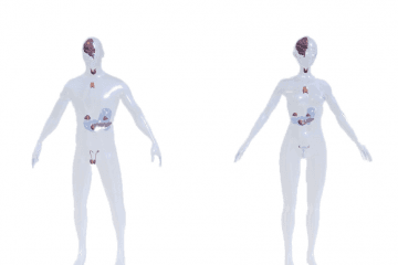 Endocrine glands and their hormones