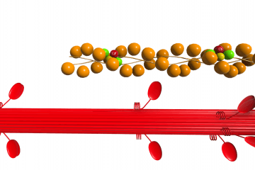 The mechanism of muscle contraction. Sliding thread theory.