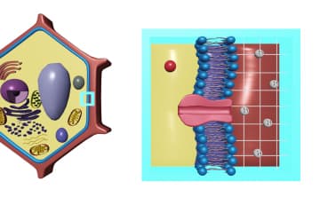 The mechanism of action of auxin