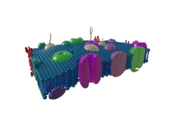 Membrane. Types of transport across the membrane