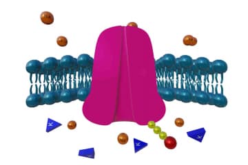 Sodium-potassium pump