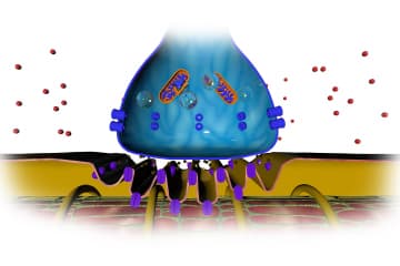 The neuromuscular junction