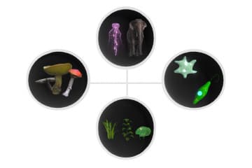 Kingdoms: Animals, Plants, Mushrooms, Protos