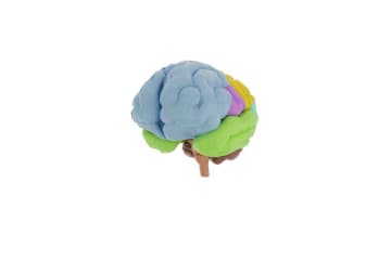 Lobes of the brain