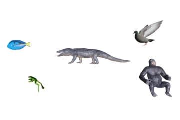 Features of vertebrates and their classes