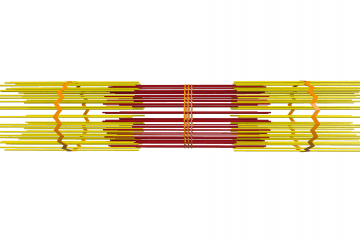 Myofibril ultrastructure