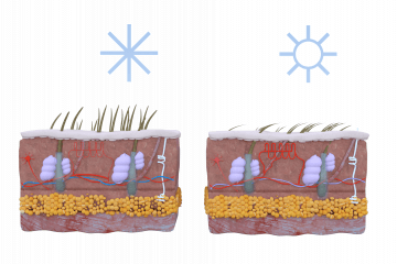 Thermoregulation, maintaining a constant body temperature