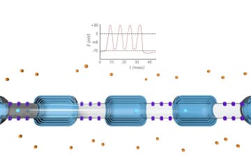 Saltatory Conduction