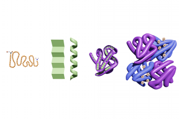Protein structure types