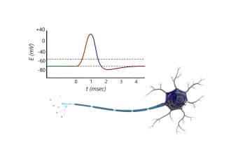 Action potential