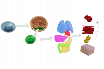 Stem cells