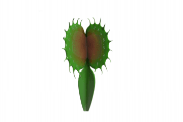 Venus flytrap trap reaction