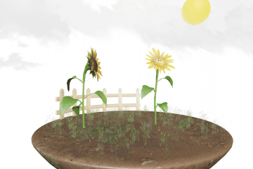 The role of auxin in phototropism