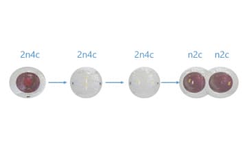 Meiosis, part 1