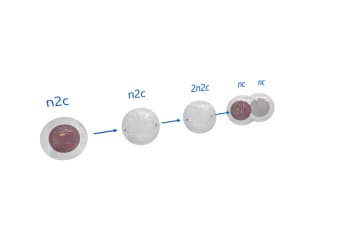 Meiosis, part 2