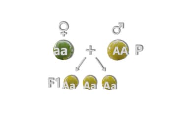 Mono-librid crossing: the first law of Mendel