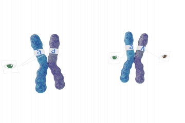 Homozygote and heterozygote