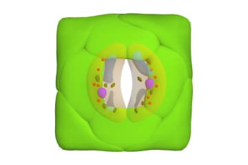 Stoma