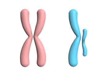 X-linked inheritance