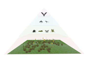 Pyramids biomass